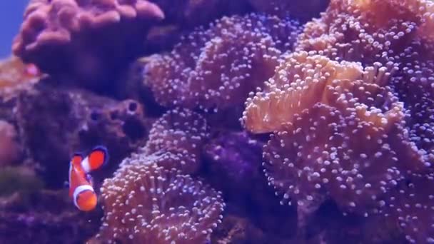 Bellissimo Fiore Mare Nel Mondo Sottomarino Con Coralli Pesci — Video Stock