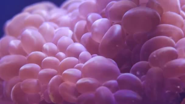 Piękny Kwiat Podwodny Świat Koralowców Ryb — Wideo stockowe