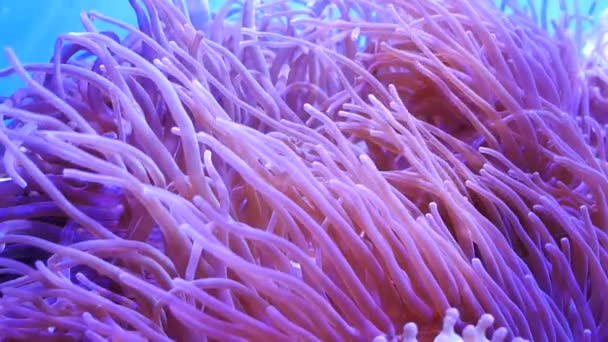 Krásné Moře Květina Podmořského Světa Korály Ryby — Stock video