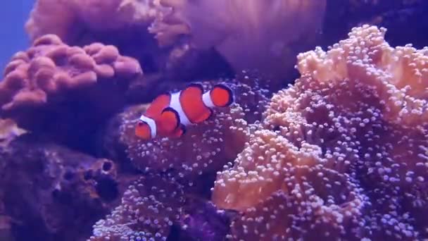 Bellissimo Fiore Mare Nel Mondo Sottomarino Con Coralli Pesci — Video Stock