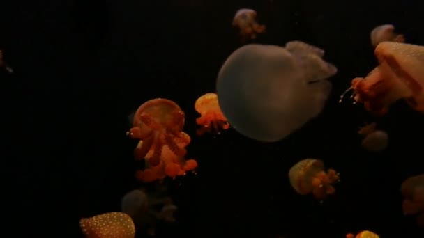 クローズ アップ ネオンの光で水槽にクラゲ 通常透明なゼリー状の鐘またはソーサー状体を持つ自由遊泳性の海洋腔腸動物は します — ストック動画