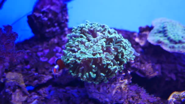 Krásné Moře Květina Podmořského Světa Korály Ryby — Stock video