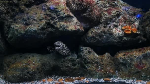 水槽の海ウナギ 水族館の装飾 水槽の中のモレーウナギ — ストック動画