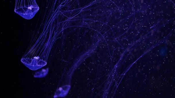 Närbild Maneter Medusa Fisk Tank Med Neonljus Maneter Frisimmande Marina — Stockvideo