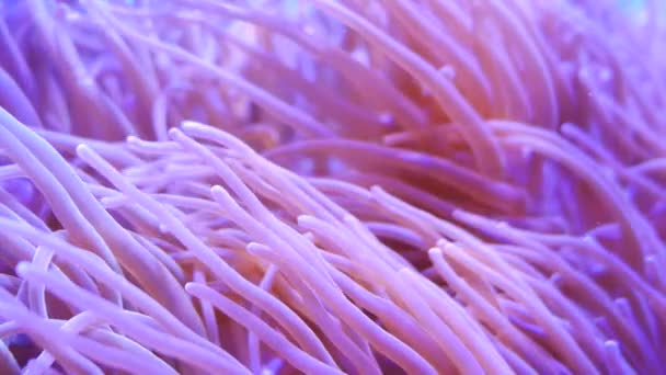 Hermosa Flor Marina Mundo Submarino Con Corales Peces — Vídeo de stock
