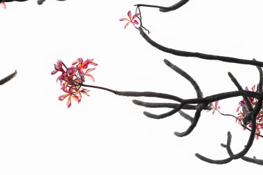Plumeria beyaz arka plan üzerinde izole çiçek (Frangipani, tapınak ağaç).
