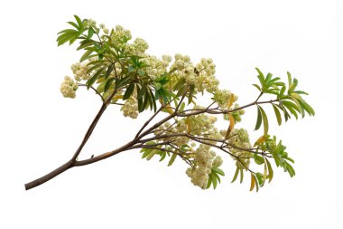 Beyaz arka plan üzerinde izole ağaç dalı.