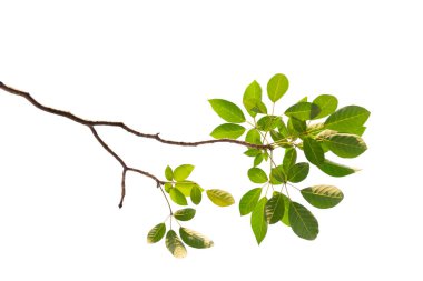 Baharda çiçek açan Tabebuia rosea çiçek Brunch. Beyaz arka plan üzerinde izole Pembe çiçek.