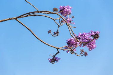 Jacaranda çiçek mavi gökyüzü arka plan, Mor çiçek bir önümüzdeki uç ile bir tür üzerinde Güney Amerika yerli.