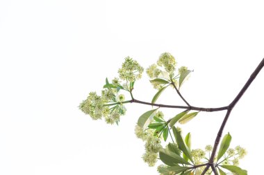 Beyaz arka plan üzerinde izole ağaç dalı.