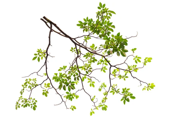 Baharda çiçek açan Tabebuia rosea çiçek Brunch. Beyaz arka plan üzerinde izole Pembe çiçek.