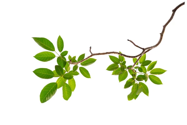 Baharda çiçek açan Tabebuia rosea çiçek Brunch. Beyaz arka plan üzerinde izole Pembe çiçek.
