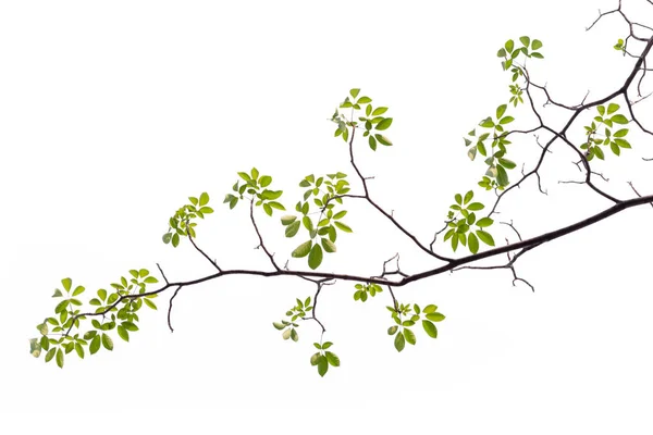 Baharda çiçek açan Tabebuia rosea çiçek Brunch. Beyaz arka plan üzerinde izole Pembe çiçek.