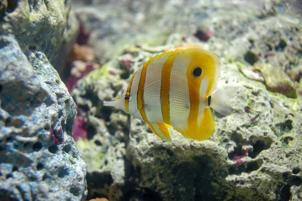 Mooie Vissen Het Aquarium Aan Decoratie Van Aquatische Planten Achtergrond — Stockfoto