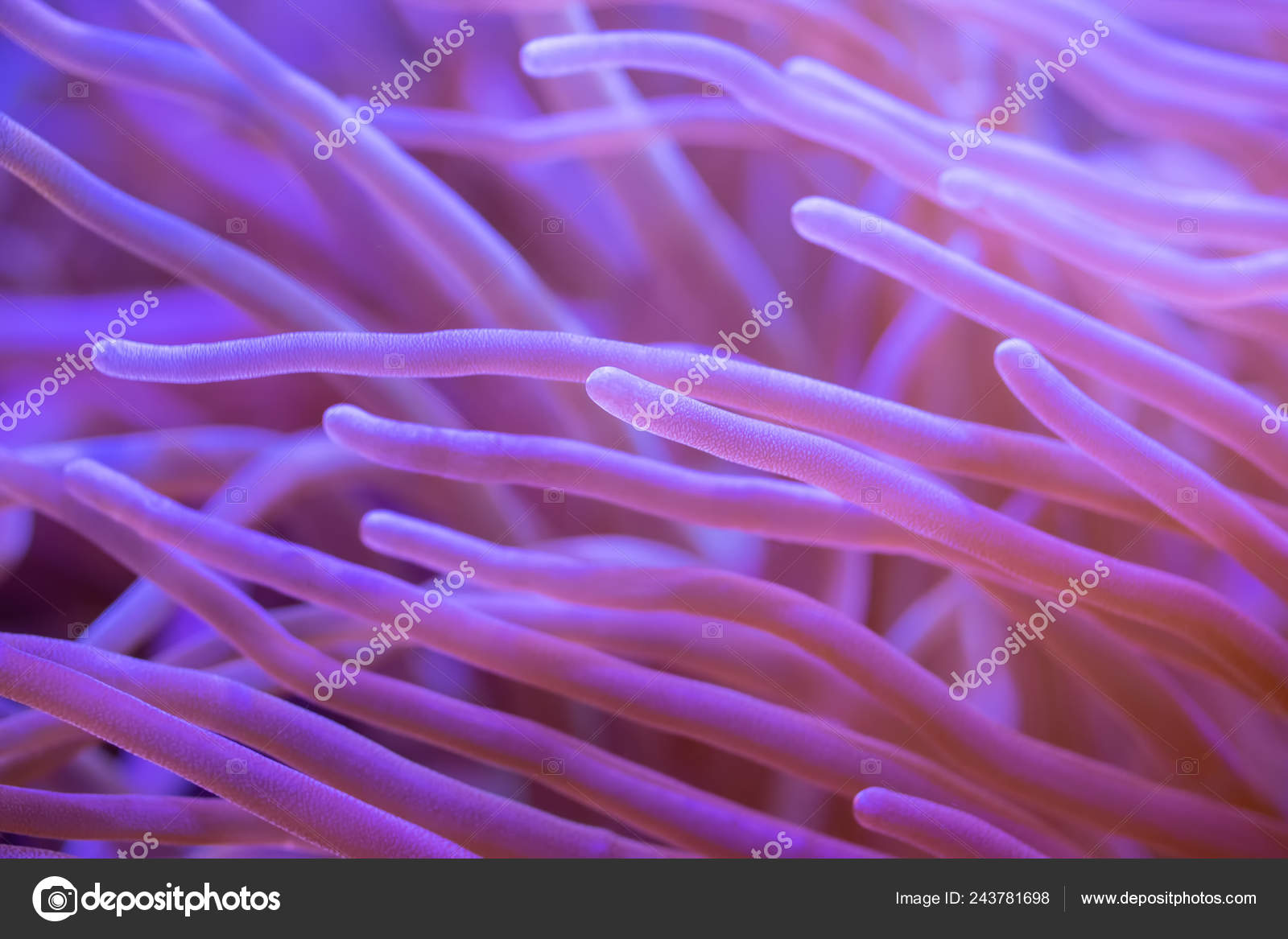 Download Beautiful Sea Flower Underwater World Corals Fish Stock Photo For iPhone Free Wallpaper Beautiful Sea Flower Underwater World Corals Fish Stock Photo Free HD