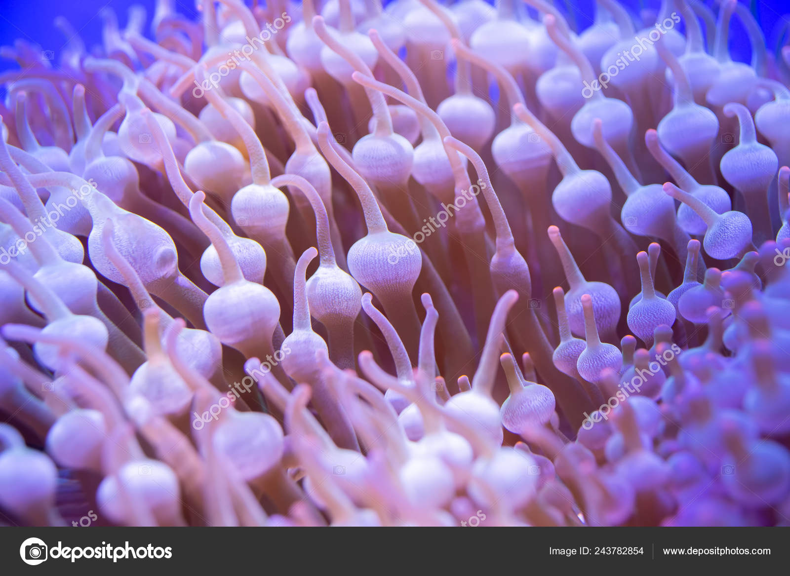 Download Beautiful Sea Flower Underwater World Corals Fish Stock Photo For iPhone Get Wallpaper Beautiful Sea Flower Underwater World Corals Fish Stock Photo HD