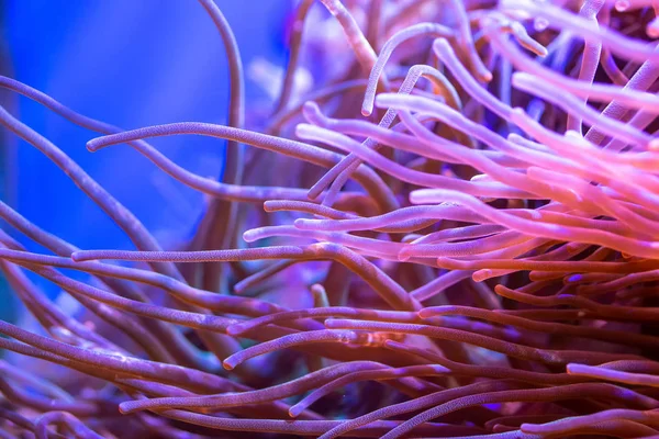 Beautiful sea flower in underwater world with corals  and fish.