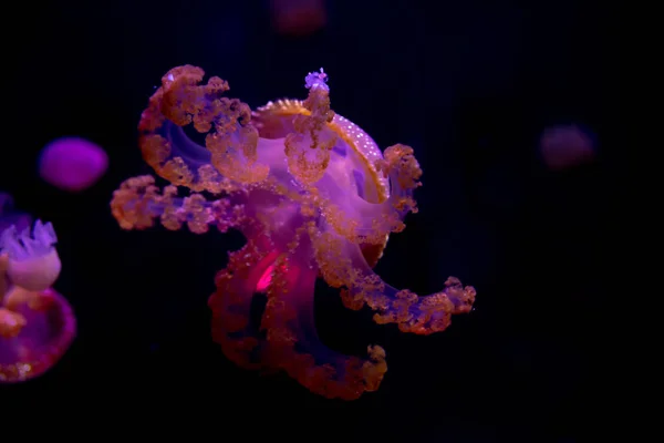 Jellyfish Close Medusa Tanque Peixe Com Luz Néon Medusa Coelenterato — Fotografia de Stock