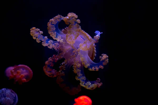 Jellyfish Primer Plano Medusa Pecera Con Luz Neón Las Medusas — Foto de Stock