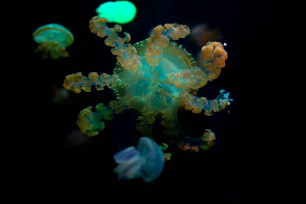 Close Jellyfish Medusa Fish Tank Neon Light Jellyfish Free Swimming — Stock Photo, Image