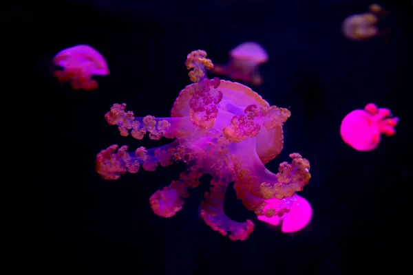 Medusa Medusa Acquario Con Luce Neon Meduse Nuoto Libero Celenterato — Foto Stock