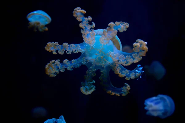 Zbliżenie Jellyfish Medusa Akwarium Neon Light Meduza Jest Wysysania Morskich — Zdjęcie stockowe