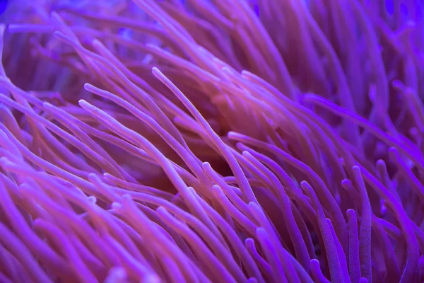 Beautiful Sea Flower Underwater World Corals Fish — Stock Photo, Image