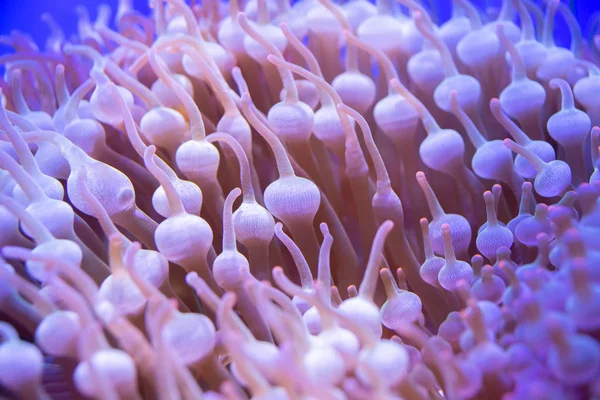 Beautiful sea flower in underwater world with corals  and fish.