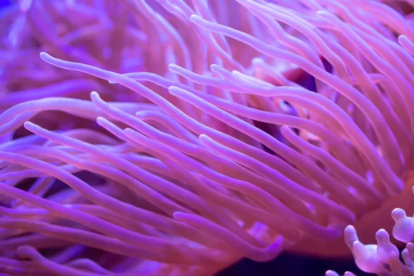 Krásné Moře Květina Podmořského Světa Korály Ryby — Stock fotografie