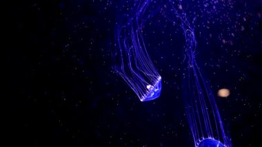 Yakın çekim denizanası, Medusa fish tank neon ışık ile. denizanası.