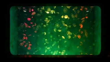 Yakın çekim denizanası, Medusa fish tank neon ışık ile. denizanası.
