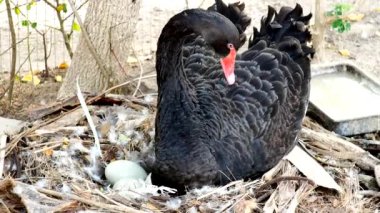 Siyah kaz annesi yuvada yumurtadan çıkıyor..