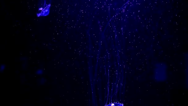 Närbild Maneter Medusa Fisk Tank Med Neonljus Maneter — Stockvideo