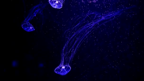 Jellyfish Primer Plano Medusa Pecera Con Luz Neón Medusas — Vídeos de Stock