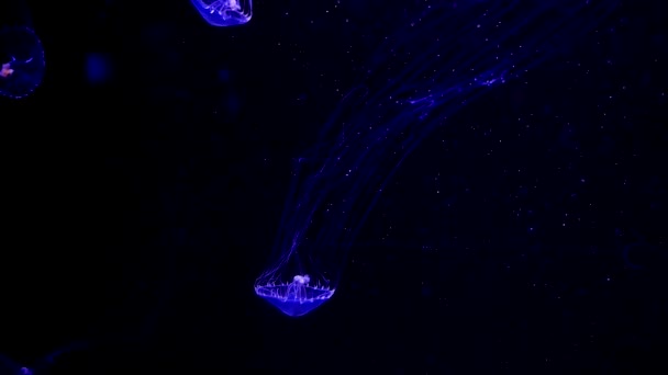 クローズ アップ ネオンの光で水槽にクラゲ — ストック動画