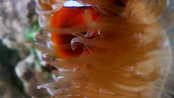 Bellissimo Fiore Mare Nel Mondo Sottomarino Con Coralli Pesci — Video Stock