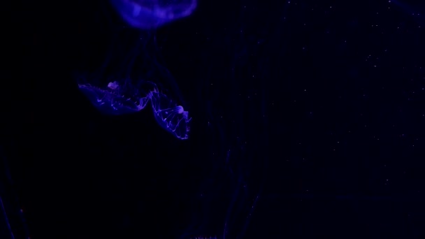 Jellyfish Primer Plano Medusa Pecera Con Luz Neón Medusas — Vídeos de Stock