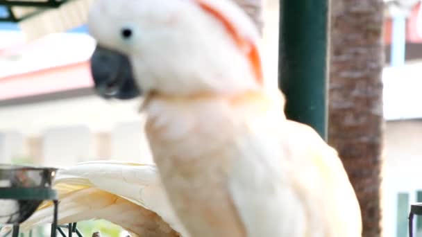 Schöner Ara Papageienvogel Stehend — Stockvideo