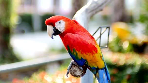 Hermoso Pájaro Loro Guacamayo Pie Sobre Una Madera — Vídeos de Stock