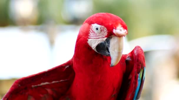 Hermoso Pájaro Loro Guacamayo Pie Sobre Una Madera — Vídeos de Stock