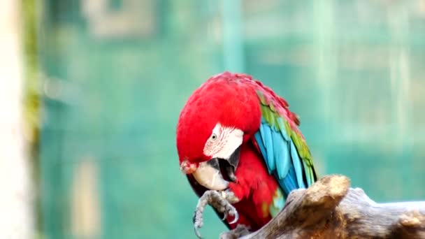 Hermoso Pájaro Loro Guacamayo Pie Sobre Una Madera — Vídeos de Stock