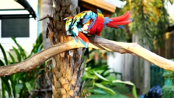 Krásný papoušek papoušek pták stojící na dřevěné