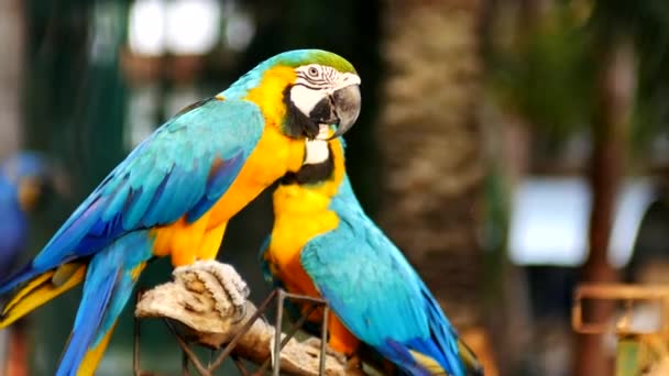 Bel oiseau perroquet macore debout sur un bois. aras bleu et jaune 