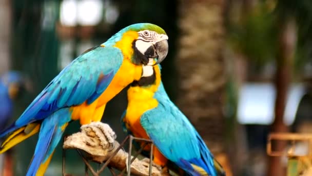 Hermoso Pájaro Loro Macore Pie Sobre Una Madera Guacamayo Azul — Vídeos de Stock