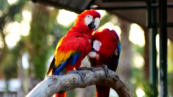 Bel oiseau perroquet aras debout sur un bois 