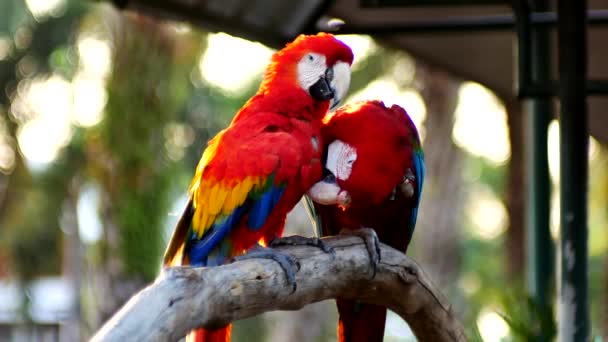 Hermoso Pájaro Loro Guacamayo Pie Sobre Una Madera — Vídeos de Stock