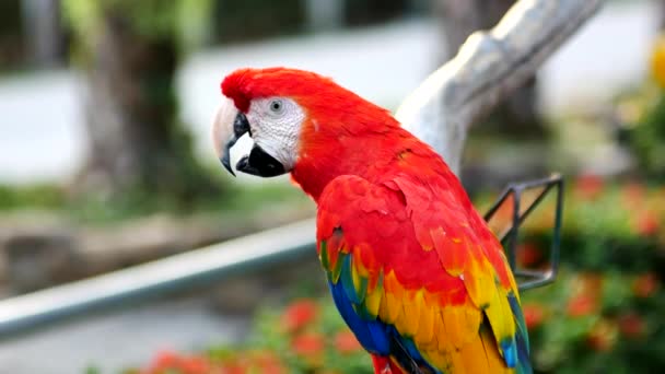 Hermoso Pájaro Loro Guacamayo Pie Sobre Una Madera — Vídeos de Stock