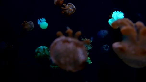 Close Kwallen Medusa Aquarium Met Neon Licht Jellyfish Gratis Zwemmen — Stockvideo