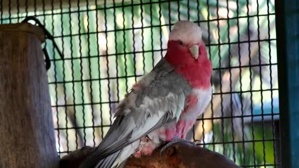 Hermoso Pájaro Loro Guacamayo Pie Sobre Una Madera — Vídeo de stock