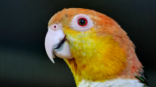 Όμορφη Μακώ Παπαγάλος Πουλί Στέκεται Πάνω Ένα Ξύλινο — Αρχείο Βίντεο